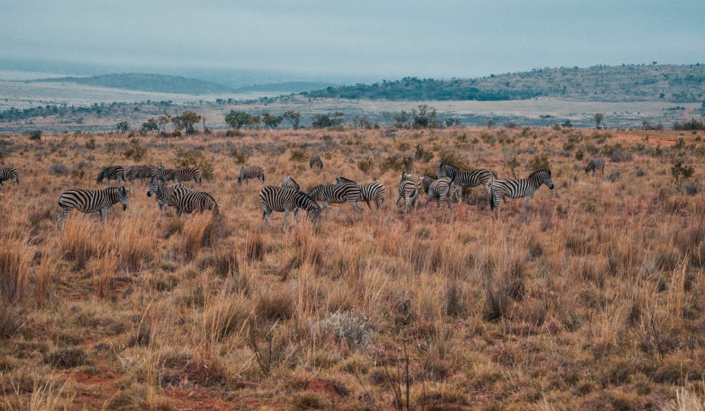 Zebras at a South African Safari